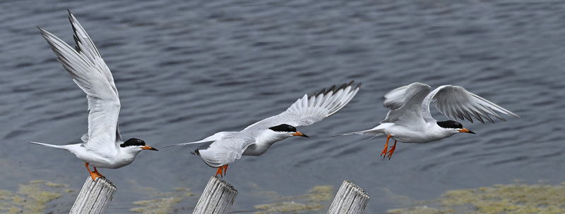 Lift Off by Pat Stone
